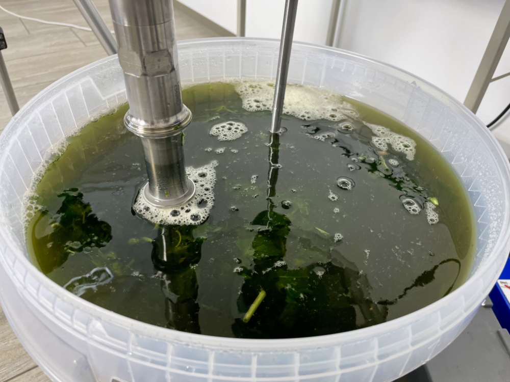 Dicas para colher e manusear urtigas com segurança