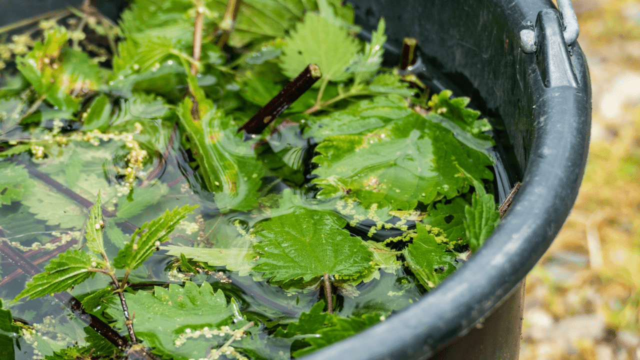 Como usar o resíduo do extrato de urtiga na compostagem