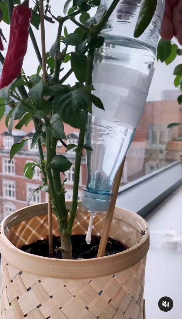 como fazer gotejador com garrafa pet