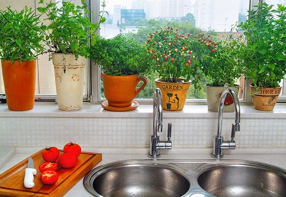 Guia completo de adubação orgânica para temperos