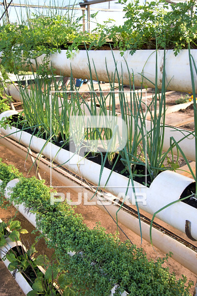 Como escolher o melhor substrato para sua horta em cano PVC