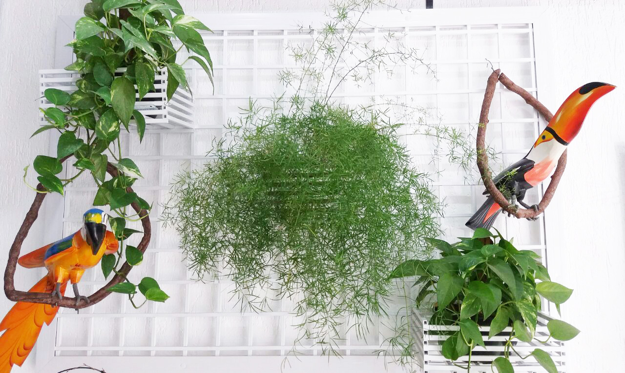 As melhores plantas para cultivar em hortas verticais