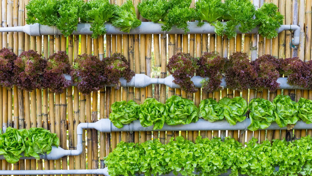 5 tipos de plantas ideais para horta vertical de metal