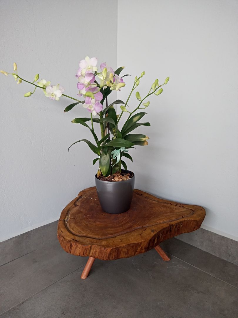 como fazer mesa de centro de tronco de árvore