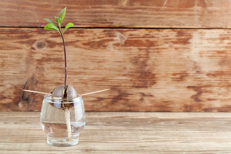 como fazer muda de abacate por caroço