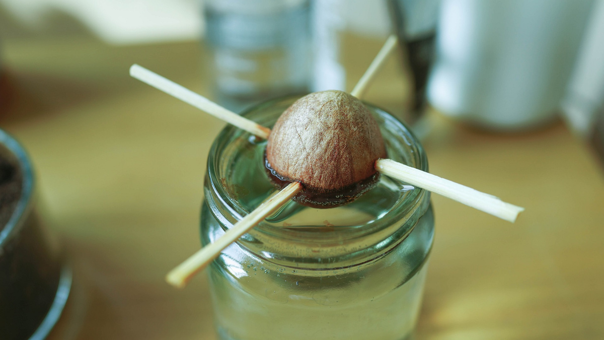 5 ideias de títulos:
1. Guia Completo: Como Fazer Muda de Abacate do Caroço Passo a Passo
2. Abacateiro em Casa: Métodos Eficazes para Plantar a Partir do Caroço
3. Dicas Essenciais para Germinar e Cuidar da Sua Muda de Abacate
4. Do Caroço à Frutificação: O Ciclo Completo do Abacateiro
5. Erros Comuns ao Plantar Abacate e Como Evitá-los