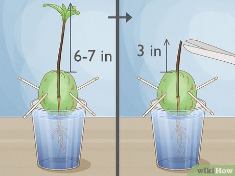 5 ideias de títulos:
1. Guia Completo: Como Fazer Muda de Abacate do Caroço Passo a Passo
2. Abacateiro em Casa: Métodos Eficazes para Plantar a Partir do Caroço
3. Dicas Essenciais para Germinar e Cuidar da Sua Muda de Abacate
4. Do Caroço à Frutificação: O Ciclo Completo do Abacateiro
5. Erros Comuns ao Plantar Abacate e Como Evitá-los