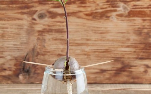 como fazer muda de abacate por caroço