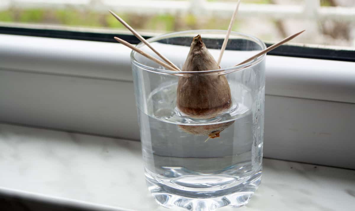 5 ideias de títulos:
1. Guia Completo: Como Fazer Muda de Abacate do Caroço Passo a Passo
2. Abacateiro em Casa: Métodos Eficazes para Plantar a Partir do Caroço
3. Dicas Essenciais para Germinar e Cuidar da Sua Muda de Abacate
4. Do Caroço à Frutificação: O Ciclo Completo do Abacateiro
5. Erros Comuns ao Plantar Abacate e Como Evitá-los