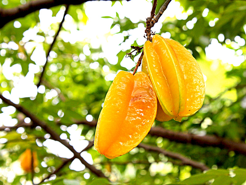 Como Escolher a Melhor Carambola para Sementes
