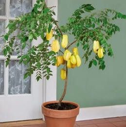 Guia Completo de Solo para Carambola