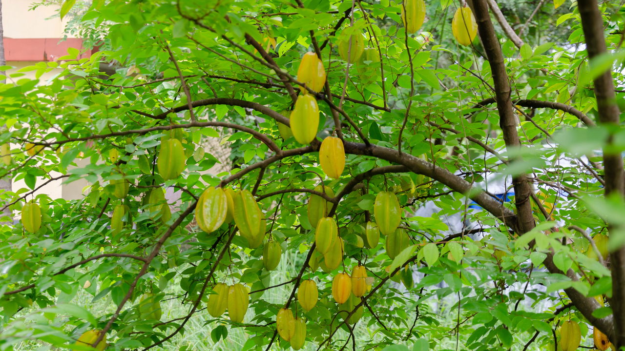 Erros Comuns no Plantio de Carambola por Semente