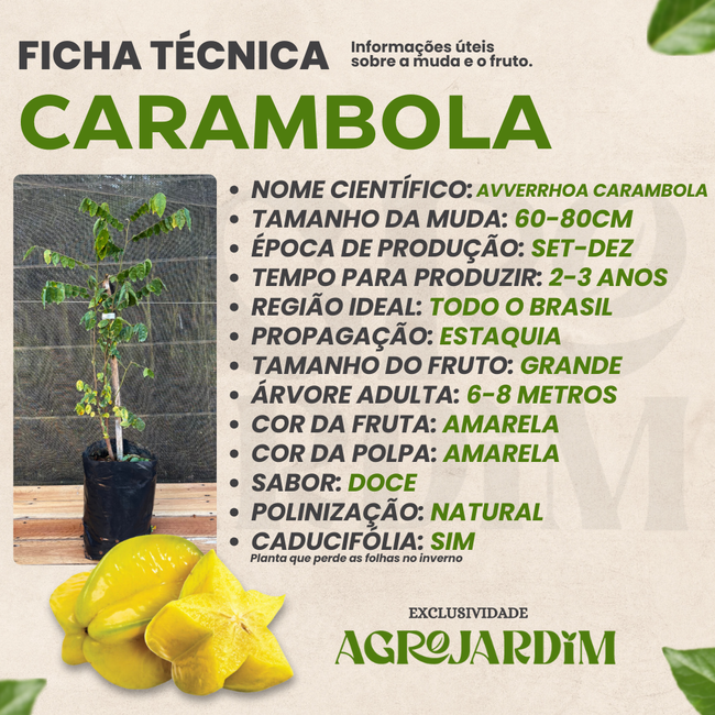 5 Dicas para Acelerar a Frutificação da Carambola
