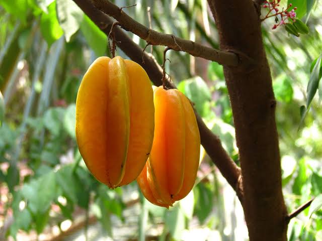 Como Escolher a Melhor Carambola para Sementes