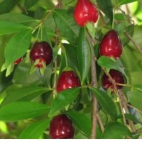 como fazer muda de cereja silvestre