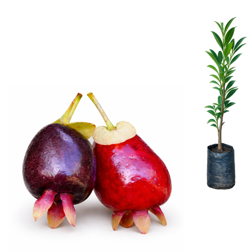 5 ideias de títulos:
1. Guia Completo: Como Fazer Mudas de Cereja Silvestre por Semente e Enxertia
2. Caferana: Do Plantio à Colheita - Tudo o Que Você Precisa Saber
3. Acelere sua Produção: A Técnica de Enxertia para Cerejas
4. Cultivando Cereja Silvestre em Casa: Dicas Essenciais para Vasos e Quintais
5. Fruta Manteiga de Amendoim: Benefícios e Como Plantar