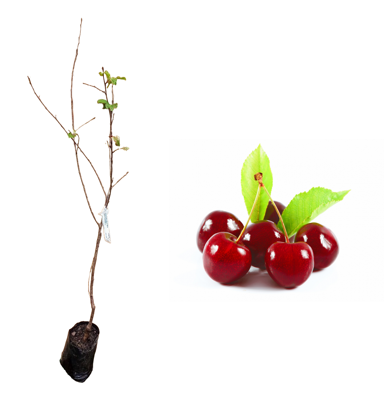 como fazer muda de cereja silvestre