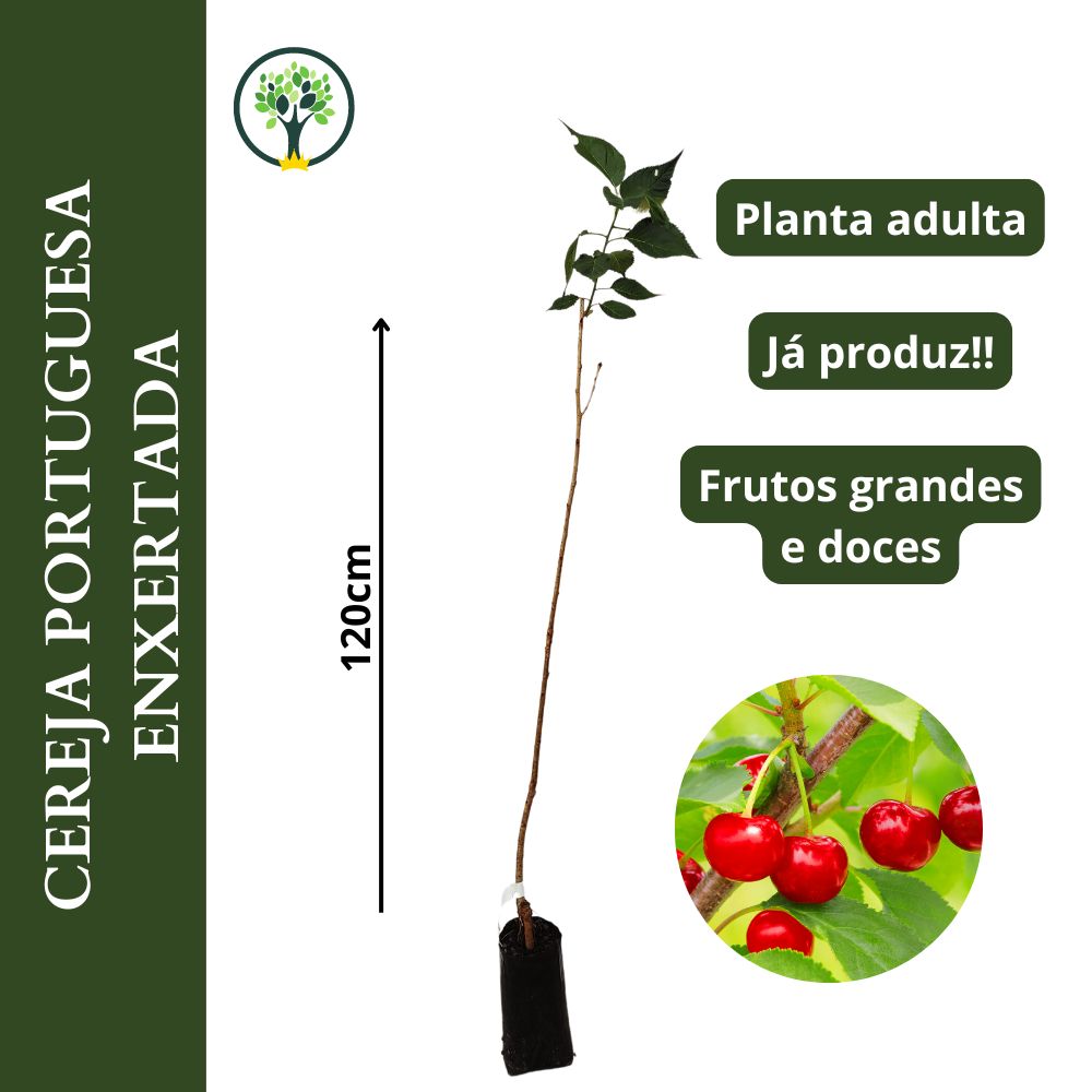 como fazer muda de cereja silvestre