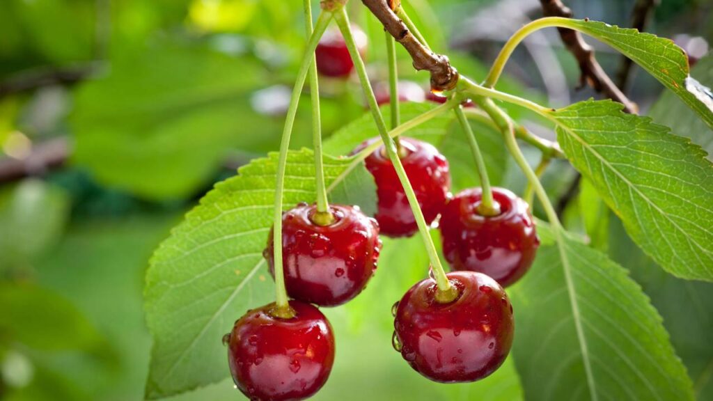 5 ideias de títulos:
1. Guia Completo: Como Fazer Mudas de Cereja Silvestre por Semente e Enxertia
2. Caferana: Do Plantio à Colheita - Tudo o Que Você Precisa Saber
3. Acelere sua Produção: A Técnica de Enxertia para Cerejas
4. Cultivando Cereja Silvestre em Casa: Dicas Essenciais para Vasos e Quintais
5. Fruta Manteiga de Amendoim: Benefícios e Como Plantar