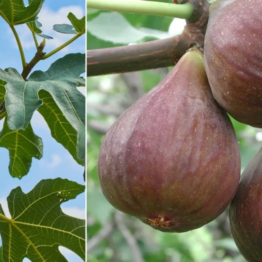 Como escolher o galho ideal para estaquia de figo