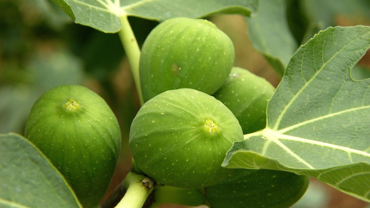 Cuidados essenciais com mudas de figo recém-plantadas