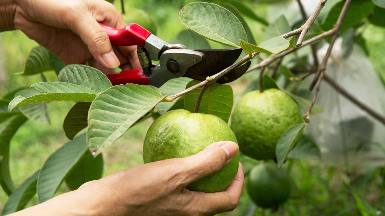 Como escolher o melhor galho para estaquia de goiabeira