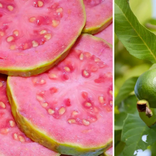 Guia completo da alporquia em goiabeiras