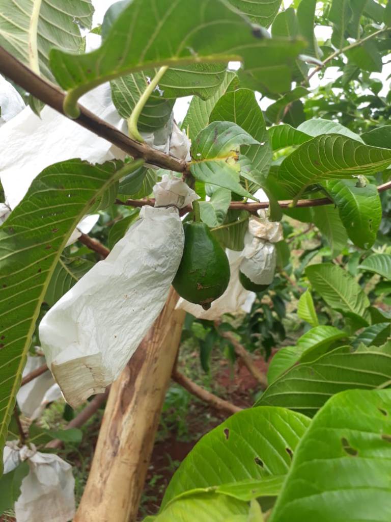 Diferenças entre estaquia e alporquia em frutíferas