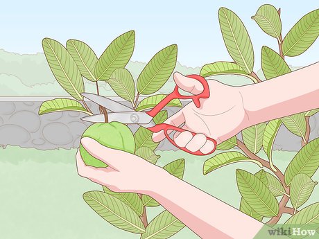 Quando e como replantar sua muda de goiabeira