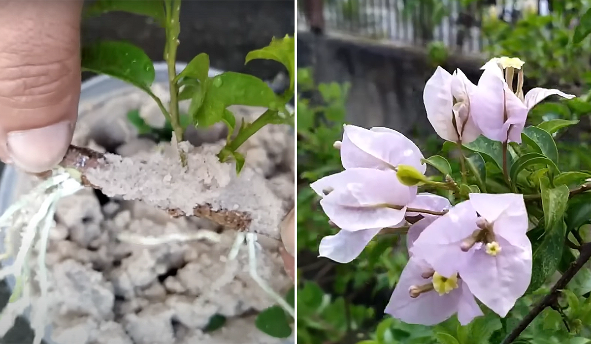 Tipos de substrato ideais para o enraizamento de estacas de goiaba