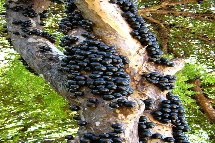 como fazer muda de jabuticaba por galho