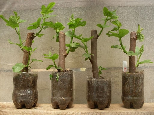 Como fazer um enraizador caseiro para jabuticaba