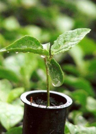 Diferenças entre estaquia e alporquia de jabuticaba