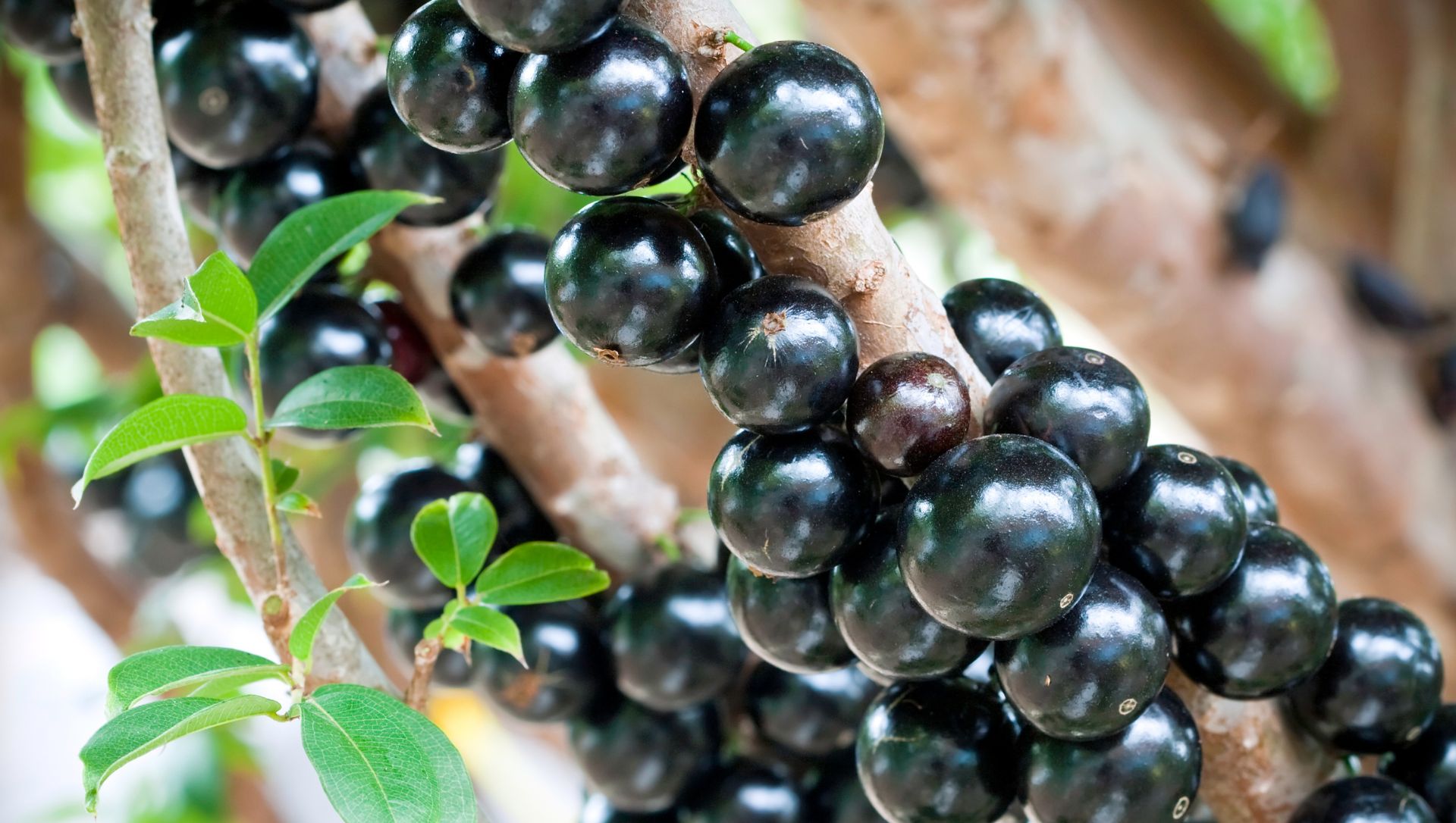 Cuidados pós-plantio de mudas de jabuticaba