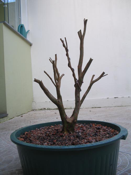 Como fazer um enraizador caseiro para jabuticaba