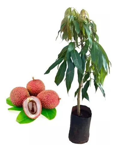 Guia completo de substratos para alporquia