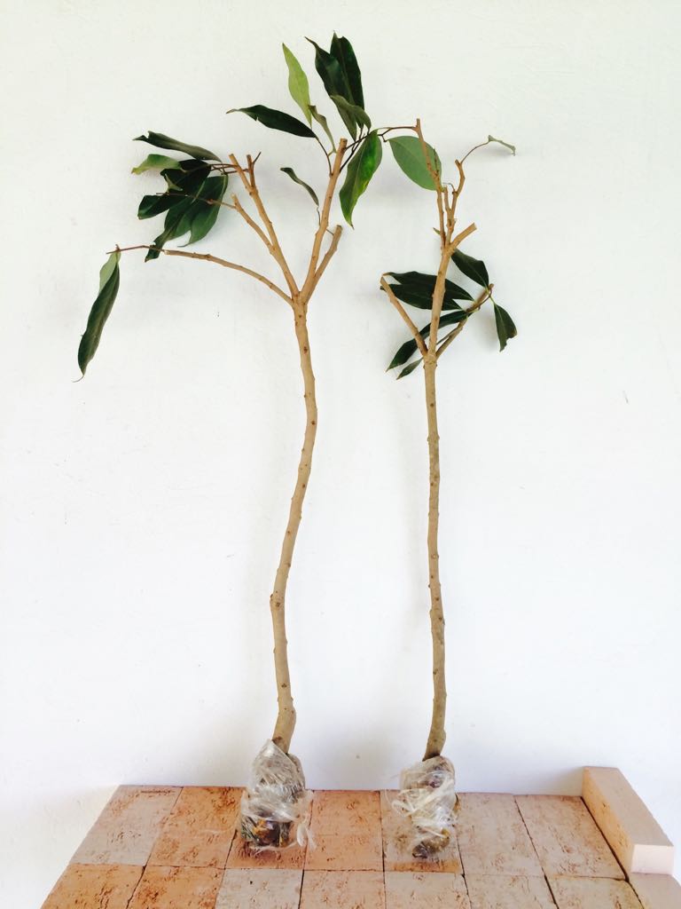 O tempo ideal de enraizamento: o que esperar em cada etapa