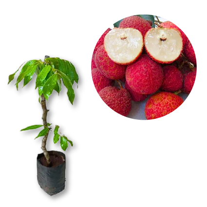 Alporquia vs. Semente: Qual método escolher para sua lichia?