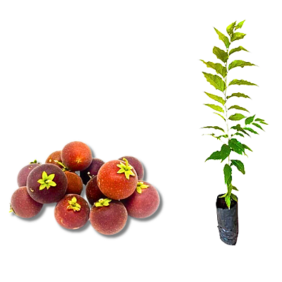 Ferramentas essenciais para realizar a alporquia com sucesso