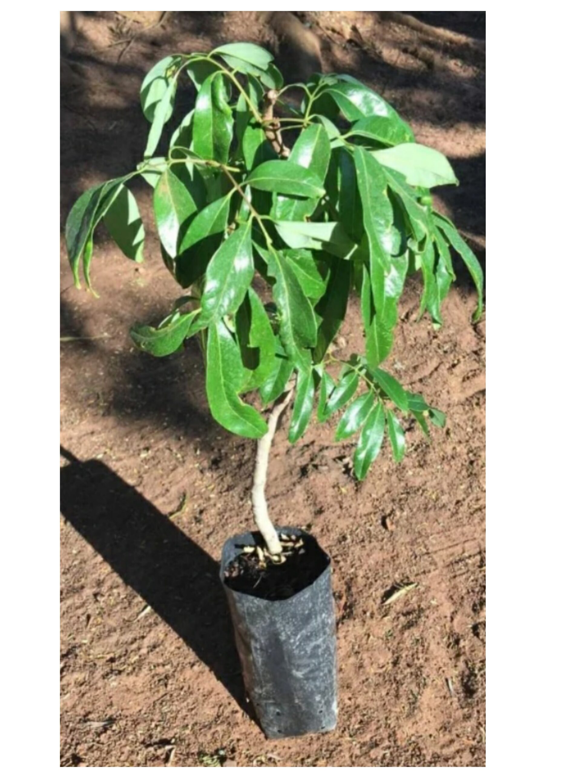 como fazer muda de lichia por alporquia