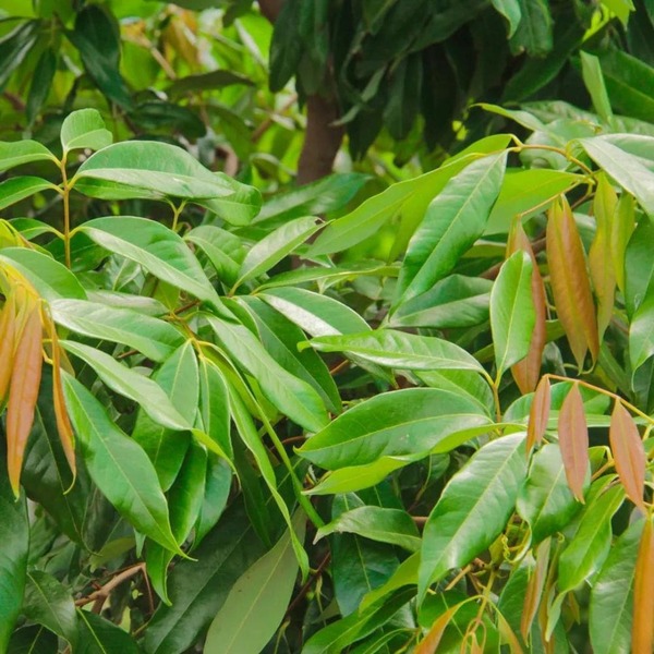 Guia completo de substratos para alporquia