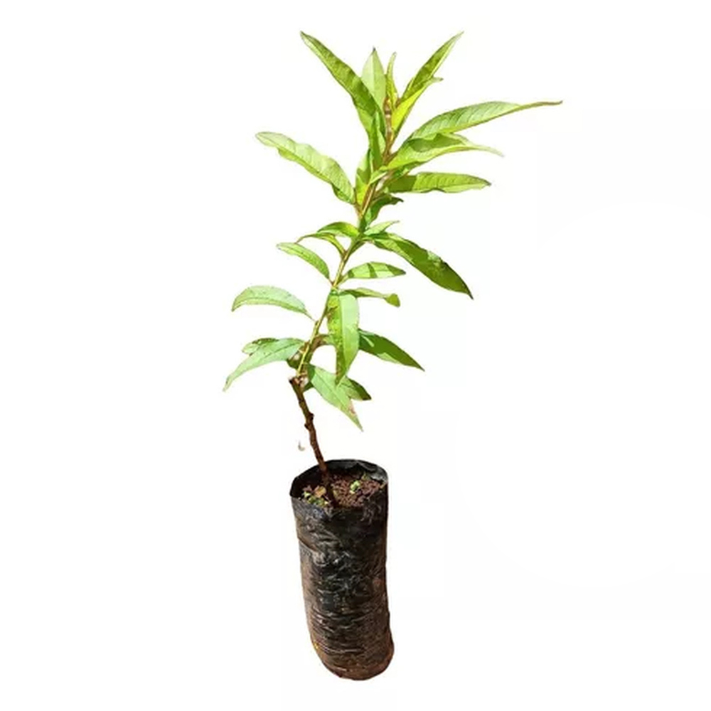 Como fazer mudas de nectarina enxertadas