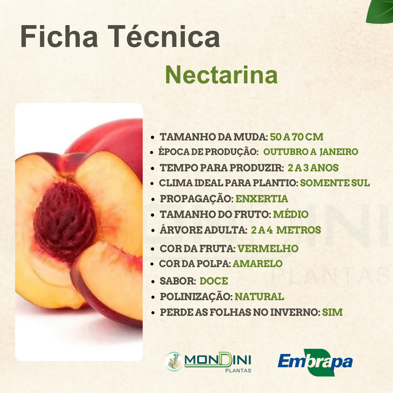 Benefícios de cultivar nectarina em vaso