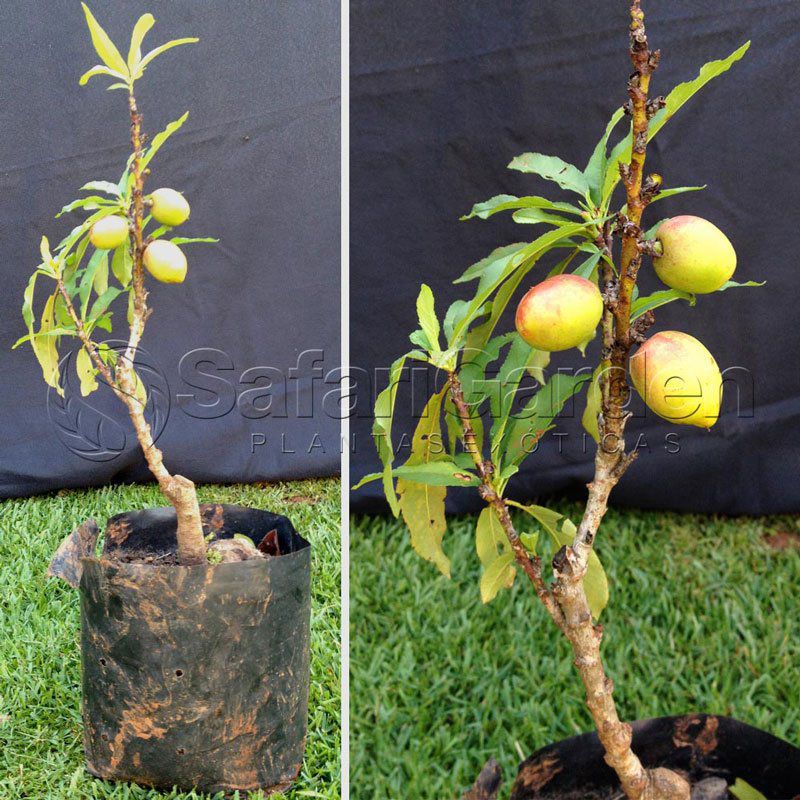 Guia completo de adubação para nectarinas