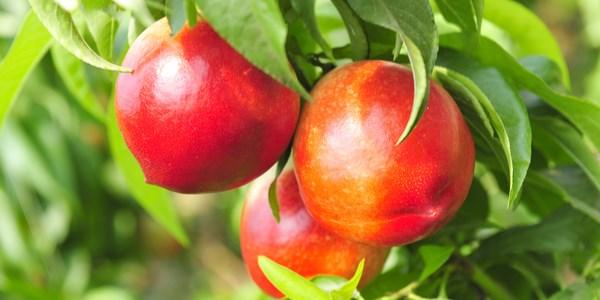 Controle de pragas e doenças em árvores de nectarina