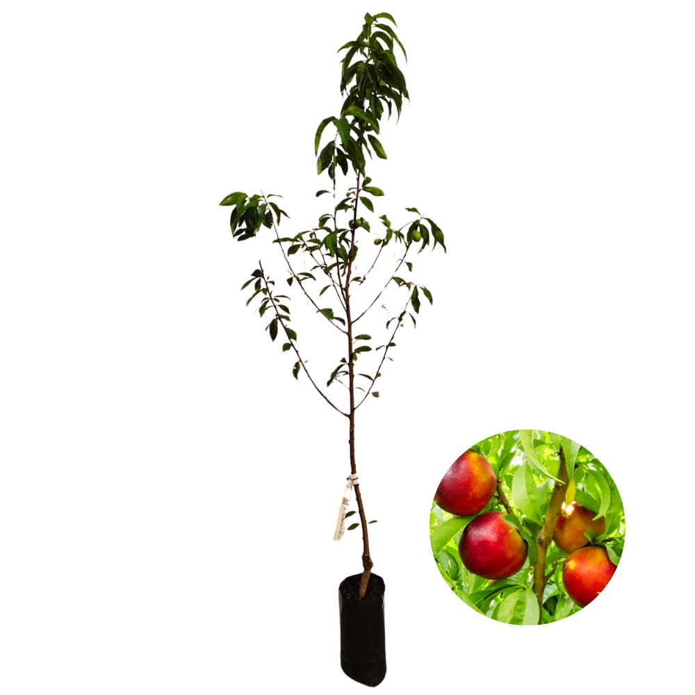 Colheita e armazenamento de nectarinas