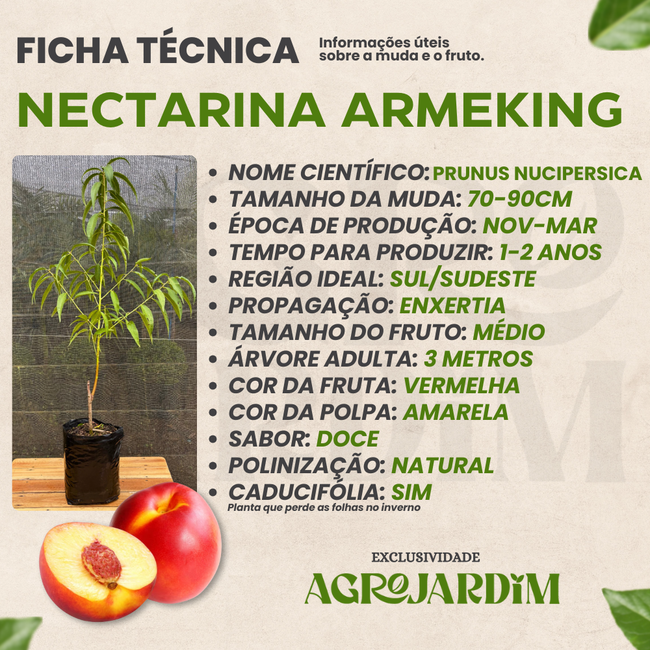 como fazer muda de nectarina