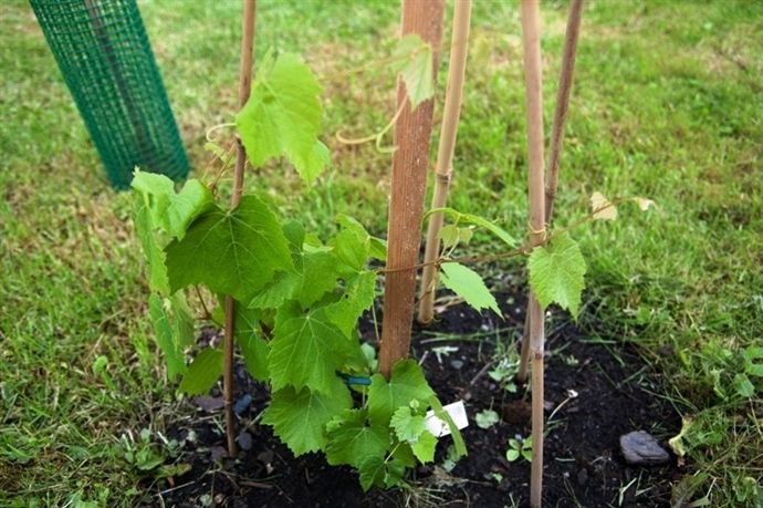 Guia Completo: Poda Correta para Videiras Produtivas