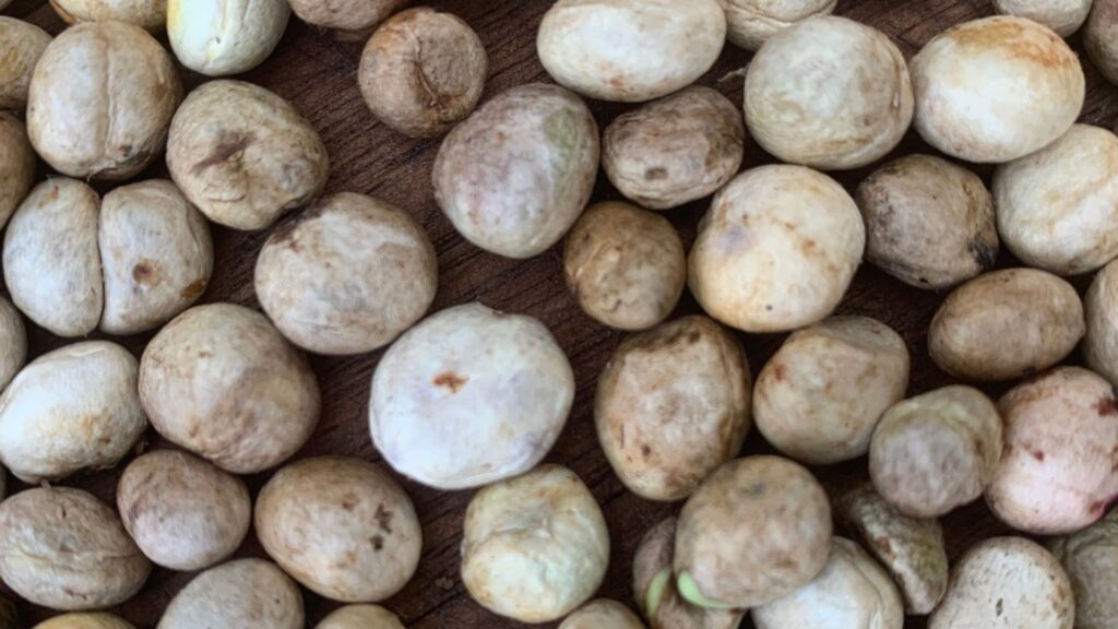 Guia completo sobre o substrato ideal para pitangueiras