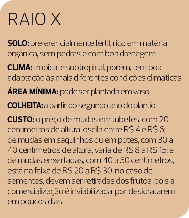 Pitangueira em vaso: Guia completo de cultivo